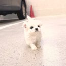 위클리독 강아지고양이분양 일산점 | 화성강아지분양 알아본 꿀팁과 후기 솔직히 다 알려드릴게요!