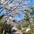 신양 벚꽃길 이미지