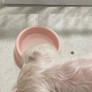 치즈 애견유치원&애견호텔 이미지