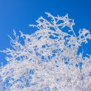 자작나무숲정상 이미지