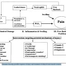 Treatment and Prevention of Delayed Onset Muscle Soreness(DOMS 치료법) 이미지