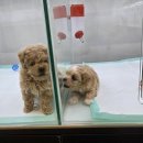 미유펫 강아지분양 고양이분양 전주점 이미지