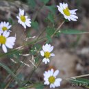 대전일보 이미지