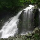 무등산버섯 이미지