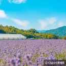 사라실 라벤더 단지 이미지