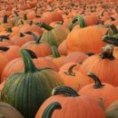 호박한의원 이미지