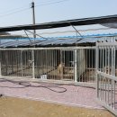 청주진도견연구소 이미지