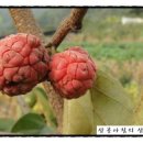 정선산야초 전통식품 이미지