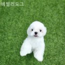 베벌리 도그 이미지