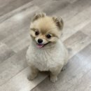 네발친구들 이미지