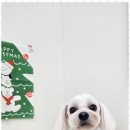 신세계 애견미용샵 이미지