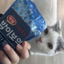 낭낭그루밍 | [하림펫푸드] 밥이보약 캣 건강무스 3종