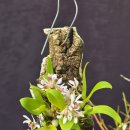 Dendrobium peguanum 토두석곡 이미지