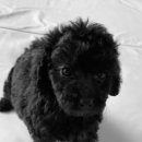 도그마루 노원점 이미지