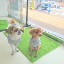 강남애니펫샵 이미지