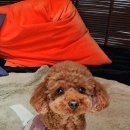 달콤한댕 이미지