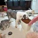 안충기 애견스쿨 이미지