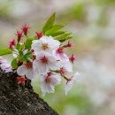 양목초교 이미지