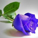 장미카페 이미지