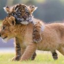 하룻강아지 이미지