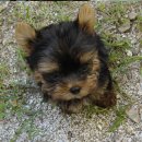 치와와 둥지 이미지