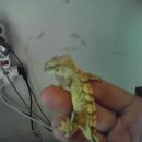 My Crested Geckos 이미지