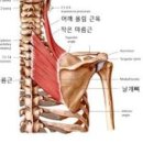 날개뼈 근육 날개죽지 통증 원인능형근 이미지