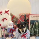 알로하펫 이미지