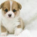 이상동물병원 이미지