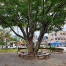 느티나무사거리 이미지