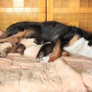 멍멍이가 있는 집 이미지