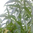 손오공농장 이미지