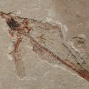 진주 가진리 새발자국과 공룡발자국 화석산지 이미지