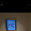 2년전찹쌀이를 보내고 지난주율무도 무지개 다리를 건넜어요ㆍ 이미지