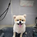 미소종합동물병원 네이버블로그