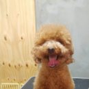 보리네펫살롱 네이버블로그