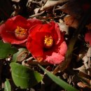 강진프라하 이미지