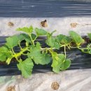 이경숙농장 이미지