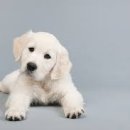 행복동물병원 이미지