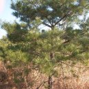 일송조경