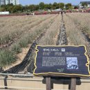 광사1천 | 〔경기/양주〕양주나리공원 천일홍축제 양주나리농원 가을에가기좋은양주공원,양주나리공원