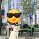 덕선이와 함께한 광교 호수공원 산책 후기 🐾｜반려견과 떠나는 주말 힐링 산책코스