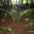 한국한약 이미지