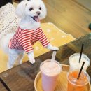 퍼피펜트하우스 | 퍼피펜트하우스 일산애견카페 찐방문 후기