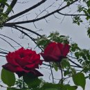 유치하다 인생이 때로는... 이미지