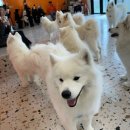 멍 | 천안 데이트 사모예드카페 하트멍후기