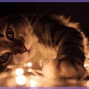 라비동물병원 이미지