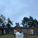 네코스테이 고양이마을 | 강릉숙소 추천 고양이 집사체험 네코스테이 독채C 러블리즈