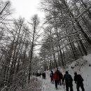태백산의 환상적인 겨울설경 이미지