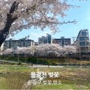 불광천(신응교) 공중화장실 | 불광천 벚꽃축제, 은평구 벚꽃 명소 4월 초 실시간 개화 현황